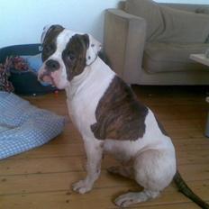 Amerikansk bulldog Bullforce Kaizer