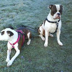 Amerikansk bulldog Bullforce Kaizer