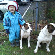 Amerikansk bulldog Bullforce Kaizer