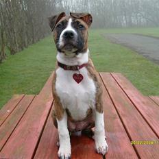 Blanding af racer Saya