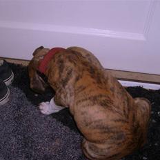 Blanding af racer Saya