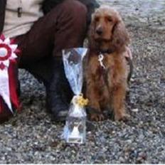 Cocker spaniel Buffy