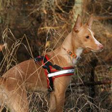 Podengo portugues medio Santa