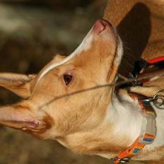 Podengo portugues medio Santa