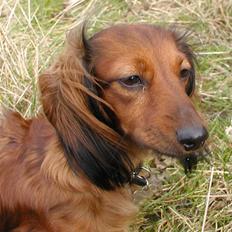 Dværggravhund Dina R.I.P (26 Maj 2008)