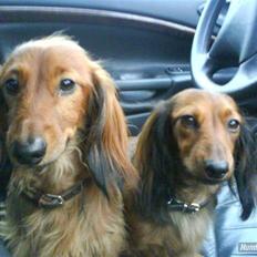Dværggravhund Dina R.I.P (26 Maj 2008)