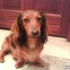 Dværggravhund Dina R.I.P (26 Maj 2008)