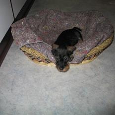 Dværggravhund Smilla