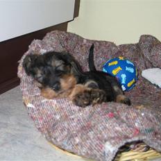 Dværggravhund Smilla