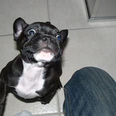 Blanding af racer Lulu