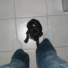 Blanding af racer Lulu