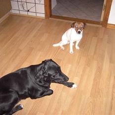 Blanding af racer Centa