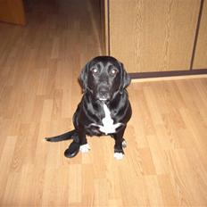 Blanding af racer Centa