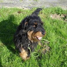 Tysk jagtterrier Dong