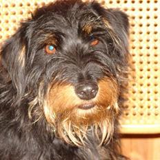 Tysk jagtterrier Dong