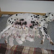 Dalmatiner Bell-A-Mir's E. Eliza R.I.P. <3