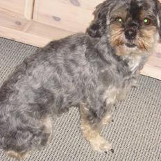 Blanding af racer Mulle