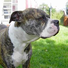 Amerikansk bulldog Lady