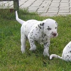 Dalmatiner Bell-A-Mir's E. Eliza R.I.P. <3