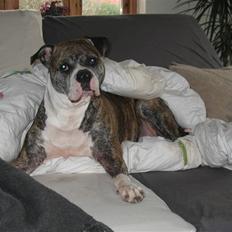 Amerikansk bulldog Lady