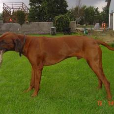 Rhodesian ridgeback (Bhara-Bhara) Zacho