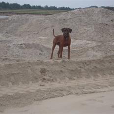 Rhodesian ridgeback (Bhara-Bhara) Zacho
