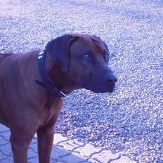 Rhodesian ridgeback (Bhara-Bhara) Zacho