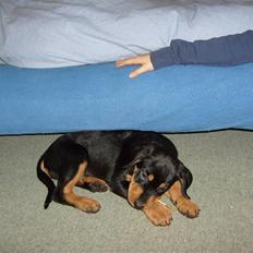 Blanding af racer Luna - Solgt..