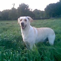 Blanding af racer Trista