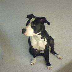 Amerikansk staffordshire terrier Chili R.I.P