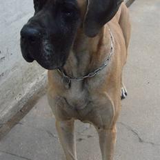 Grand danois Creo´s Vermeil