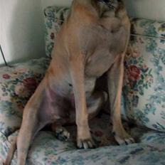 Grand danois Creo´s Vermeil