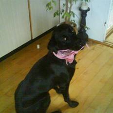 Labrador retriever Zindy