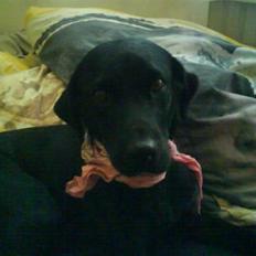 Labrador retriever Zindy