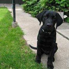 Labrador retriever Lunte