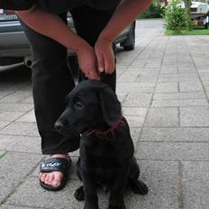 Labrador retriever Lunte