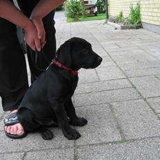 Labrador retriever Lunte