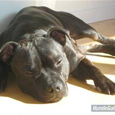 Staffordshire bull terrier (Engelsk) Basse