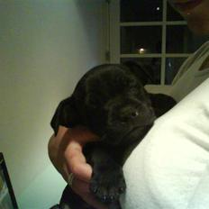 Staffordshire bull terrier (Engelsk) Basse