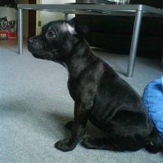 Staffordshire bull terrier (Engelsk) Basse