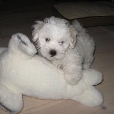 Bolognese Willy R.I.P