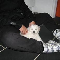 Bolognese Willy R.I.P