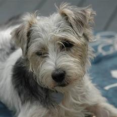 Jack russell terrier (Princesse) Leia