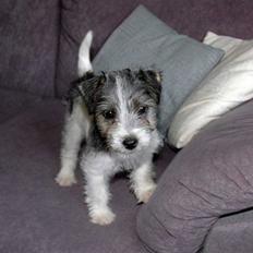 Jack russell terrier (Princesse) Leia