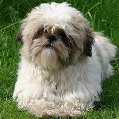 Shih tzu Buller