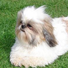 Shih tzu Buller