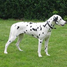 Dalmatiner Bell-A-Mir's F. Flicka