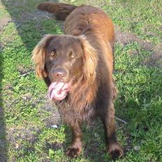 Flat coated retriever DANDHI