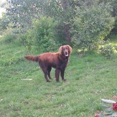 Flat coated retriever DANDHI