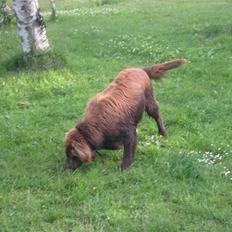 Flat coated retriever DANDHI